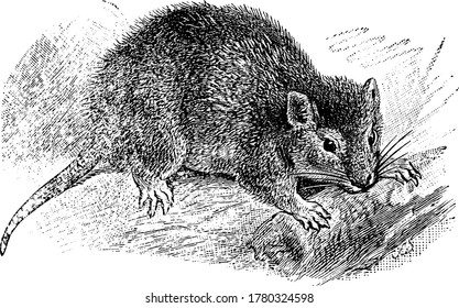 A mouse, with a pointed snout and small rounded ears, nibbling on a shrub, vintage line drawing or engraving illustration.
