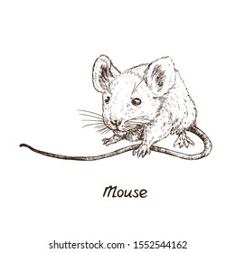 Mouse (rat), hand drawn gravure style, vector sketch illustration, element for design
