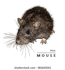 Mouse, Rat. Isolated Image. Colored Vector Illustration.