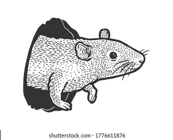 mouse rat peeps out of hole sketch engraving vector illustration. T-shirt apparel print design. Scratch board imitation. Black and white hand drawn image.