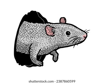 mouse rat peeps out of hole sketch hand drawn color engraving vector illustration. T-shirt apparel print design. Scratch board imitation. Black and white hand drawn image.