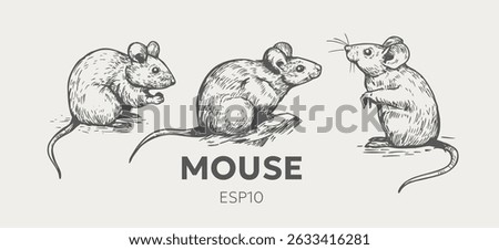 Mouse, rat, realistic illustration, vector sketch, hand drawn, monochrome