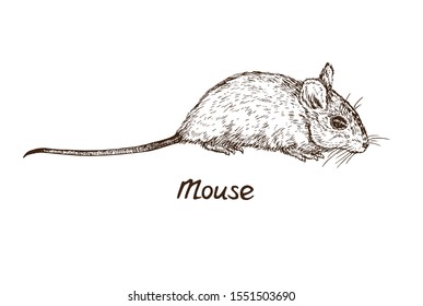 Mouse (rat) side view, hand drawn gravure style, vector sketch illustration, element for design