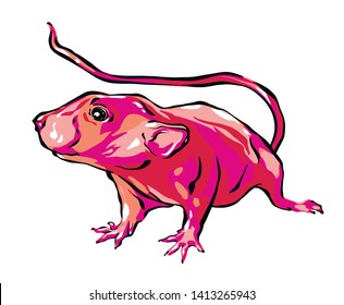 mouse or rat vector illustration pop art poster
