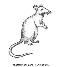 Mouse or rat vector sketch, hand drawn illustration of rodent animal. House mouse or wild rat standing on rear paws, realistic or cartoon pencil sketch drawing