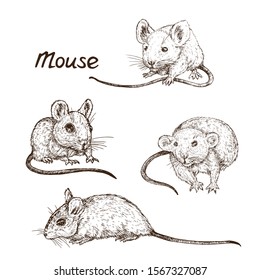 Colección aislada del ratón (ratas), estilo de grava dibujado a mano, ilustración de esbozo vectorial, elemento para diseño