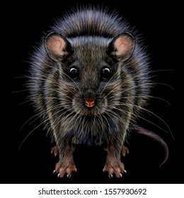 
Mouse. Realistic, artistic, graphic, color portrait of a mouse on a black background.