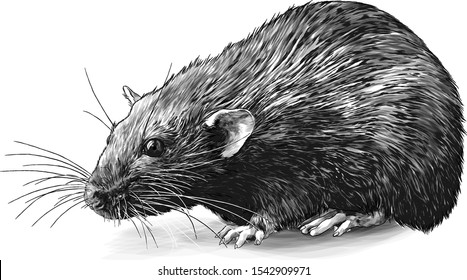 mouse sitting full length sketch vector graphics monochrome illustration on white background