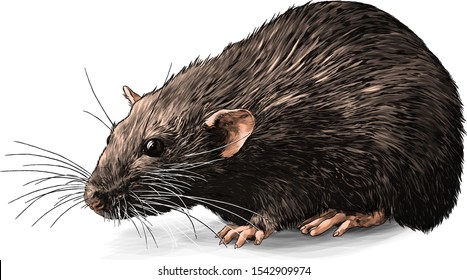 mouse sitting full length sketch vector graphics color illustration on white background