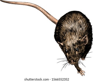 mouse sitting and looking up top view, sketch vector graphics color illustration on white background