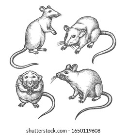 Mouse sketch or hand drawn rat. Lab rodent sniffing or laboratory animal standing. Wild mice pest icon. Realistic rats with tail and pawn, fur. Nature and wildlife, biology vector illustration.