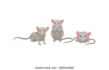 Mouse as Small Rodent with Rounded Ears and Grey Coat in Different Poses Vector Set