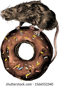 the mouse is standing and riding on a donut in the chocolate, confectionery topping, sketch vector graphics color illustration on white background