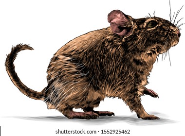 mouse standing sideways full length with raised front paw, sketch vector graphics color illustration on white background