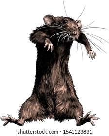 mouse stands tall and dances, sketch vector graphics color illustration on white background