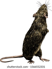 mouse stands tall on its hind legs and looks back, sketch vector graphics color illustration on white background