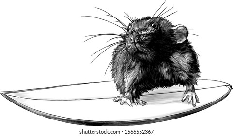 mouse surfing, sketch vector graphics monochrome illustration on white background
