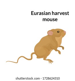 Mouse vector icon.Cartoon vector icon isolated on white background mouse.
