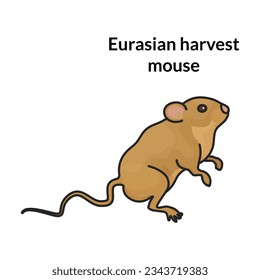 Mouse vector icon.Color vector icon isolated on white background mouse.