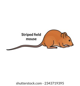 Mouse vector icon.Color vector icon isolated on white background mouse.