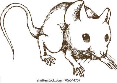 Mouse. Vector illustration