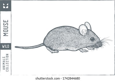 Mouse Vector illustration - Hand drawn - Out line