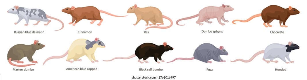 Mouse vector illustration on white background. Isolated cartoon set icon animal. Vector cartoon set icon mouse.