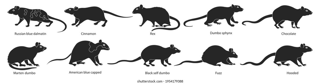 Mouse vector illustration on white background. Isolated black set icon animal. Vector black set icon mouse.