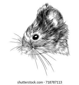 mouse vole head sketch vector graphics monochrome black-and-white drawing