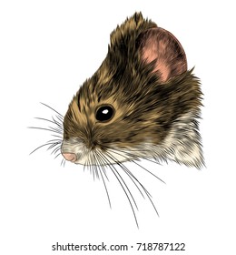 mouse vole head sketch vector graphics color picture