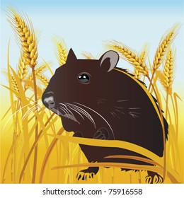 mouse in wheat