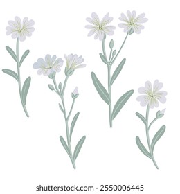 Mäuseohr-Kichererbsen, Cerastium, Gartenblume, Vektorgrafik von blühenden Pflanzen auf weißem Hintergrund, florales Element, handgezeichnete botanische Illustration