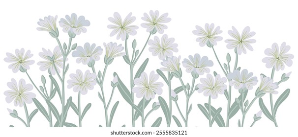 mouse-ear chickweeds, Cerastium, garden flower, vector drawing flowering plants at white background, floral element, hand drawn botanical illustration