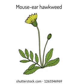 Mouse-ear hawkweed (Hieracium pilosella), medicinal plant. Hand drawn botanical vector illustration