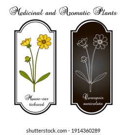 Mouse  ear tickseed (Coreopsis auriculata)  perennial plant  Florida State Wildflower  Hand drawn botanical vector illustration