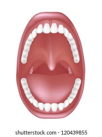 Mouth anatomy