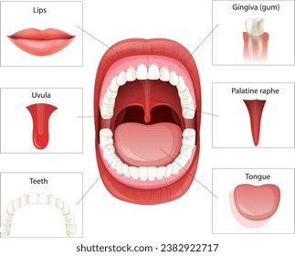 mouth illustration vector human mouth anatomy parts 