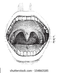 Mouth (inside of the cavity), vintage engraved illustration. Usual Medicine Dictionary - Paul Labarthe - 1885.