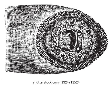 Mouth of the lamprey, vintage engraved illustration. From Deutch Vogel Teaching in Zoology.
