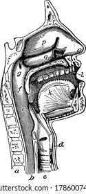 The mouth, noseand pharynx, with the commencement of gullet (esophagus) and larynx, as exposed by a section a little to the left of the median plane of the head, vintage line drawing or engraving.