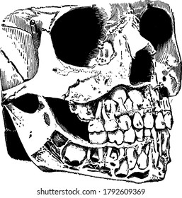 Mouth and pharynx areas of vertebrates are where teeth and jaws are located, vintage line drawing or engraving illustration.