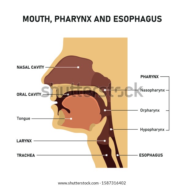 Mouth Pharynx Esophagus Upper Airway Anatomy Stock Vector (Royalty Free ...