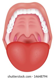 Mouth - Vector