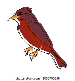 moved color cute northern cardinal bird animal