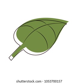 moved color nature tropical leaf decoration plant