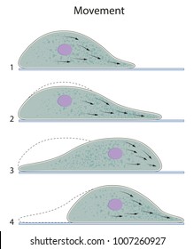 Movement of Amoeba