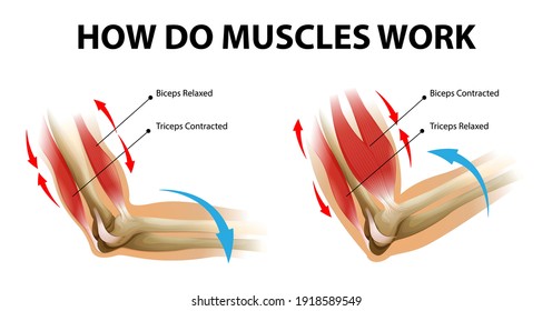 Movement Process Of The Arm Muscle (Biceps And Triceps) Illustration