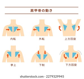 Movement of the scapula Muscular action [Translate]Elevation Depression Retraction  Protraction Upward rotation Downward rotation