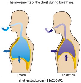 The movements of the chest when breathing.