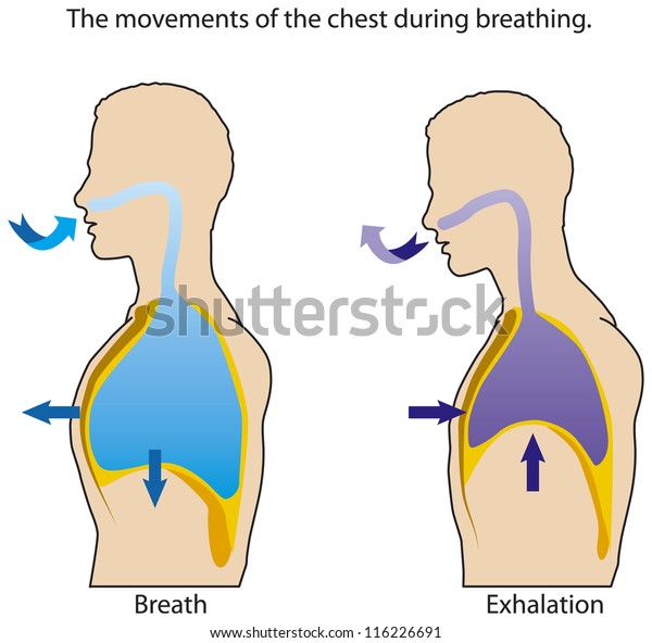 Movements Chest When Breathing Stock Vector (Royalty Free) 116226691